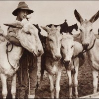 ANZAC Soldier With Donkeys